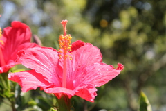 Hibiscus rosa-sinensis