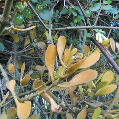 Dendrophthora clavata