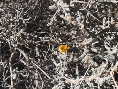 Adesmia spinosissima