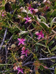 Krameria cistoidea