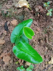 Mickelopteris cordata
