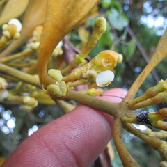 Dendrophthora clavata