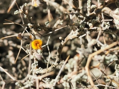 Adesmia spinosissima