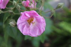 Rosa