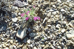 Astragalus detritalis