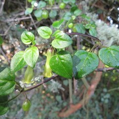 Salpichroa tristis