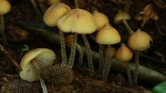 Psilocybe yungensis