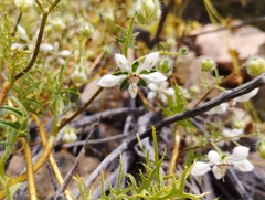 Loasa illapelina