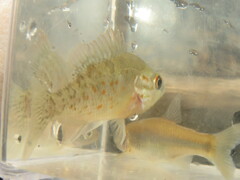 Lepomis humilis