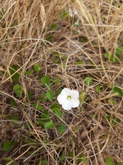 Convolvulus waitaha