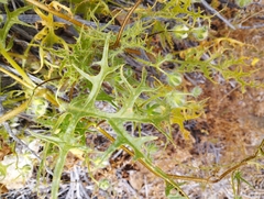 Loasa illapelina
