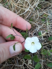 Convolvulus waitaha