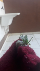 Phylloptera