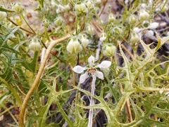 Loasa illapelina