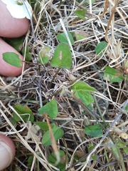 Convolvulus waitaha