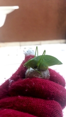 Phylloptera