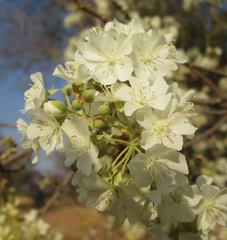 Dombeya rotundifolia
