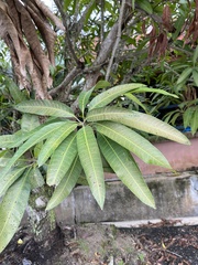 Mangifera indica