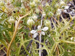 Loasa illapelina