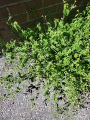 Galinsoga quadriradiata