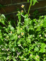 Galinsoga quadriradiata