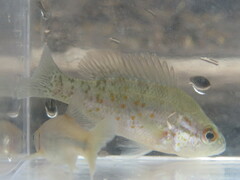 Lepomis humilis