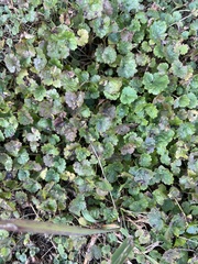 Glechoma hederacea