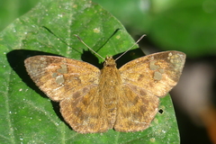 Pseudocoladenia dan