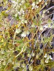 Loasa illapelina