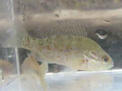Lepomis humilis