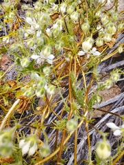 Loasa illapelina