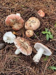 Russula bicolor