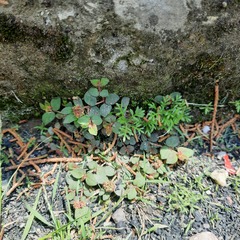 Acalypha monostachya