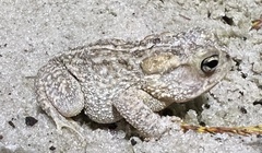 Anaxyrus terrestris