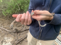 Masticophis schotti ruthveni