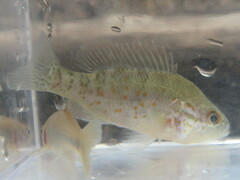 Lepomis humilis