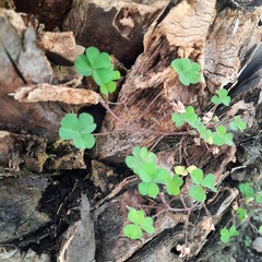 Oxalis grandis