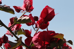 Magnoliopsida