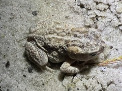 Anaxyrus terrestris