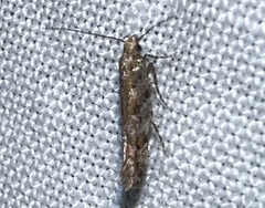 Aristotelia rubidella