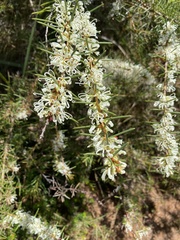 Hakea sericea