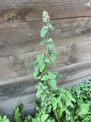 Nepeta cataria
