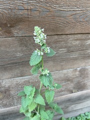 Nepeta cataria