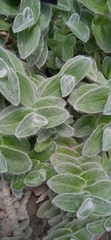 Tradescantia sillamontana