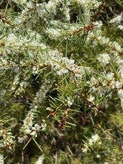 Hakea sericea