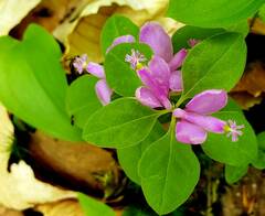 Polygaloides paucifolia