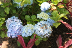 Hydrangea