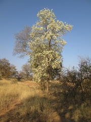 Dombeya rotundifolia