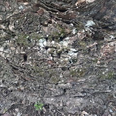 Fuscopannaria leucosticta