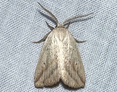 Amolita obliqua